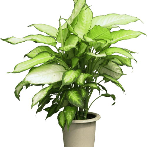 دیفن باخیا ارتفاع95