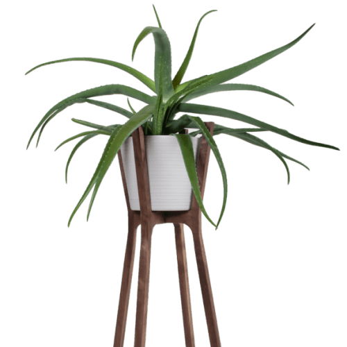 فیکوس لیراتا مینیاتوری