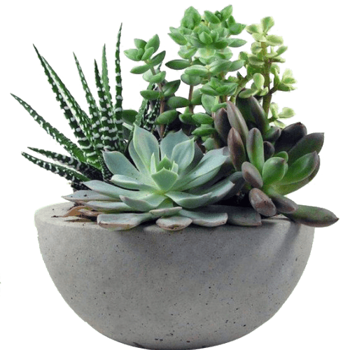 گل های مینیاتوری تزیینی